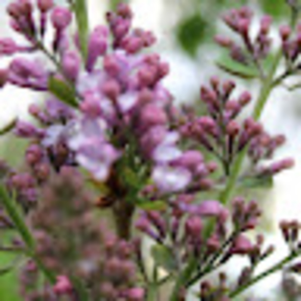 Meet your Posher, Izzy